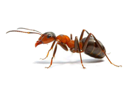 Ants Pest Control in UK