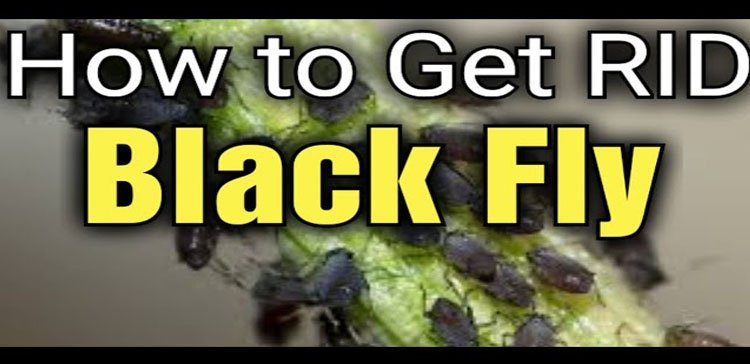 black fly infestation