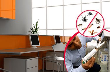 Office Pest Control Solutions | The Prompt