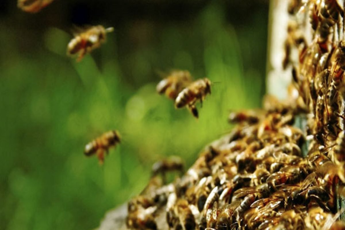 wasp nest removal