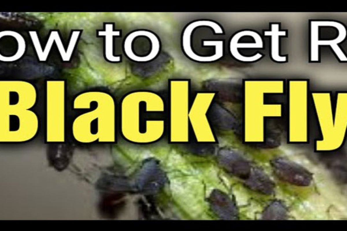 black fly infestation